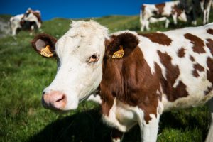 Cows in a high mountain pasture